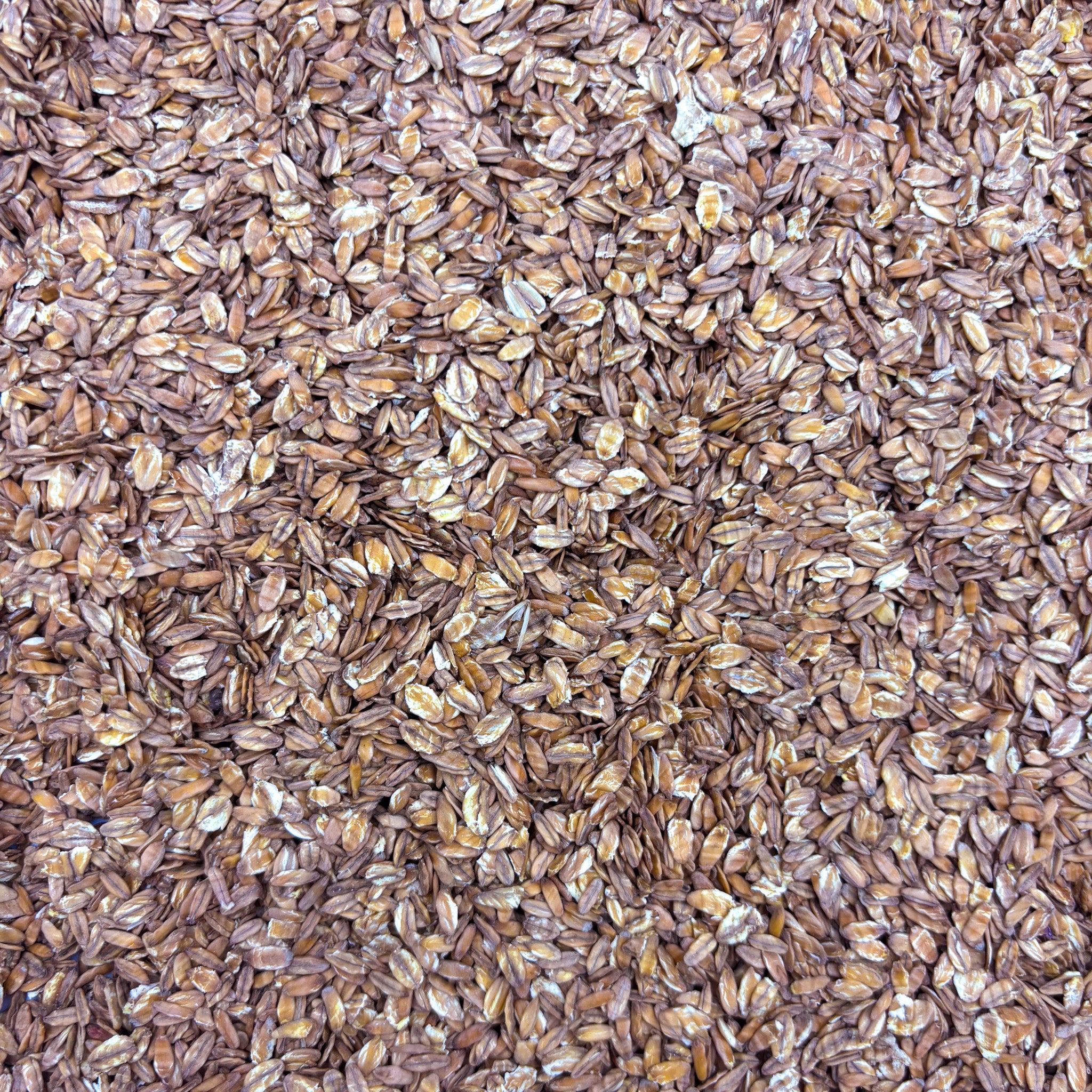kernza seed for planting 10 Lbs Flaked Kernza ($5.50/lb) – Perennial Pantry